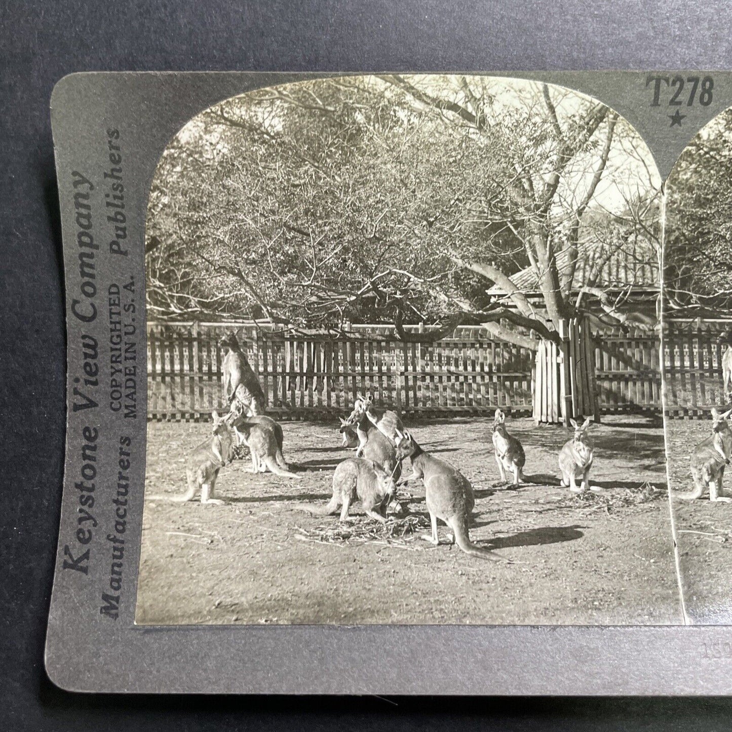 Antique 1918 Kangaroos In Adelaide Australia Stereoview Photo Card P1357