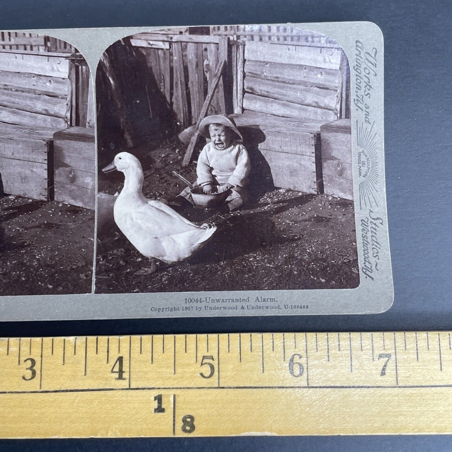 Antique 1907 Goose Frightens Boy Crying Stereoview Photo Card PC779