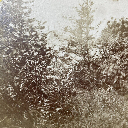 Antique 1870s Mount Monadnock Near Diana's Peak Stereoview Photo Card V2108