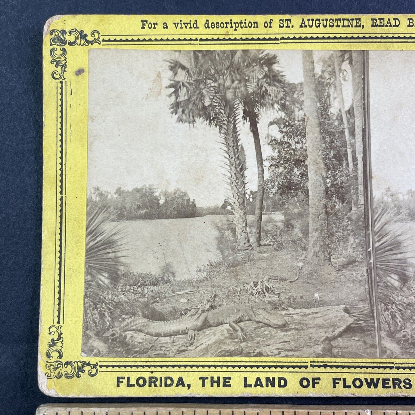 Alligator Sunning Himself St. Johns River Florida Stereoview Antique c1885 Y090