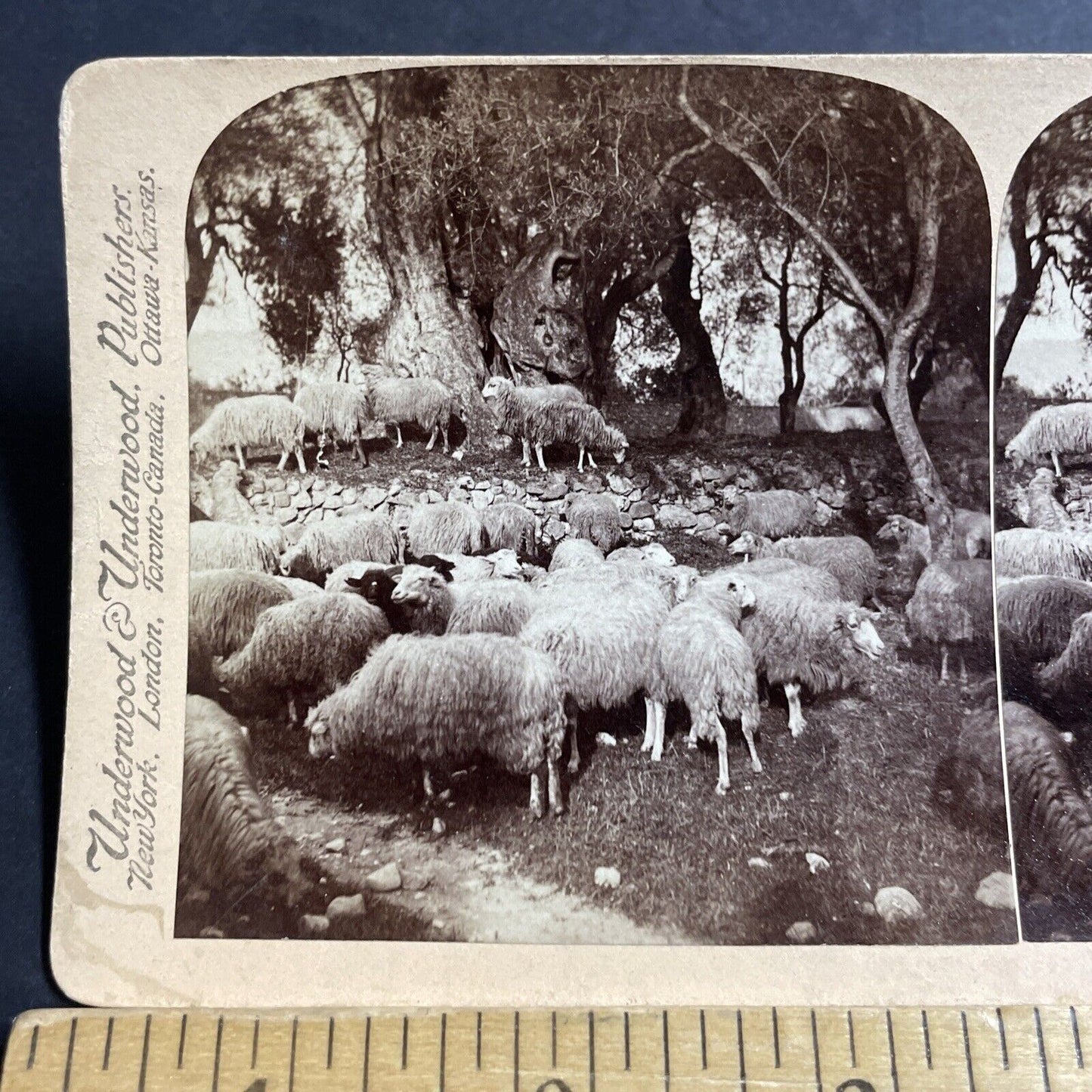 Antique 1890s Sheep Eating Olives Southern France Stereoview Photo Card P5520