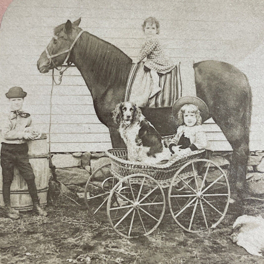 Antique 1887 Children & Dogs With Horse & Buggy Stereoview Photo Card P4712