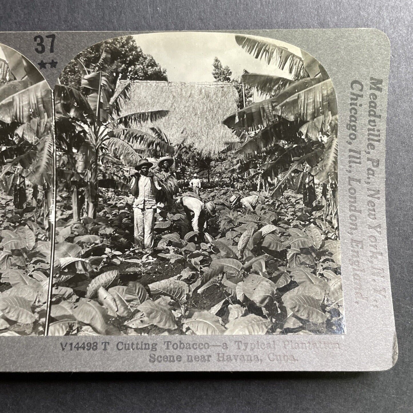 Antique 1918 Tobacco Farming In Havana Cuba Stereoview Photo Card P1625