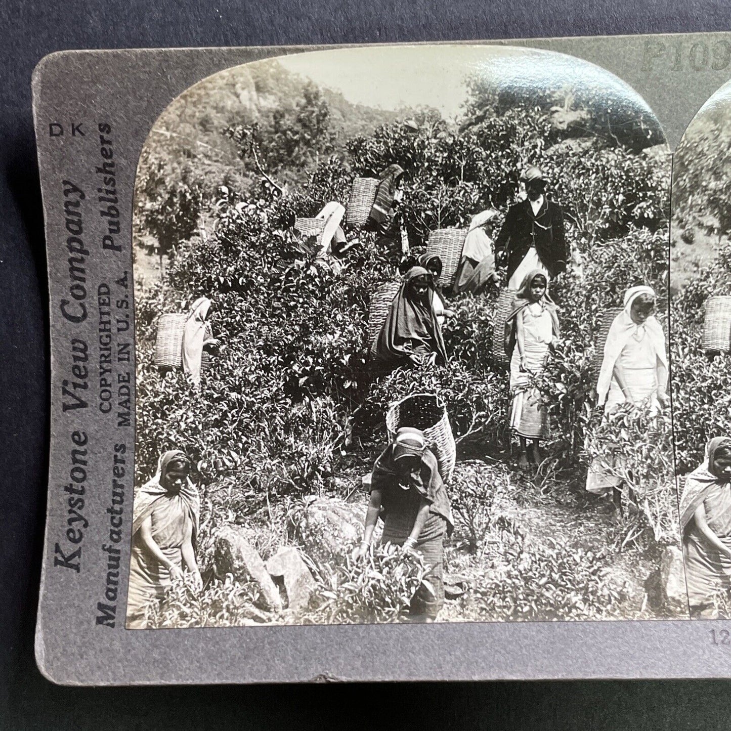 Antique 1909 Tea Farming In Sri Lanka Stereoview Photo Card P1755