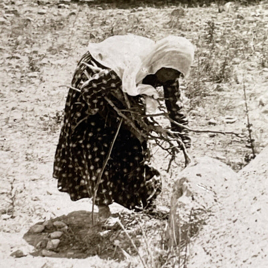 Antique 1905 Woman Gathers Wood Sarafand Lebanon Stereoview Photo Card P1740
