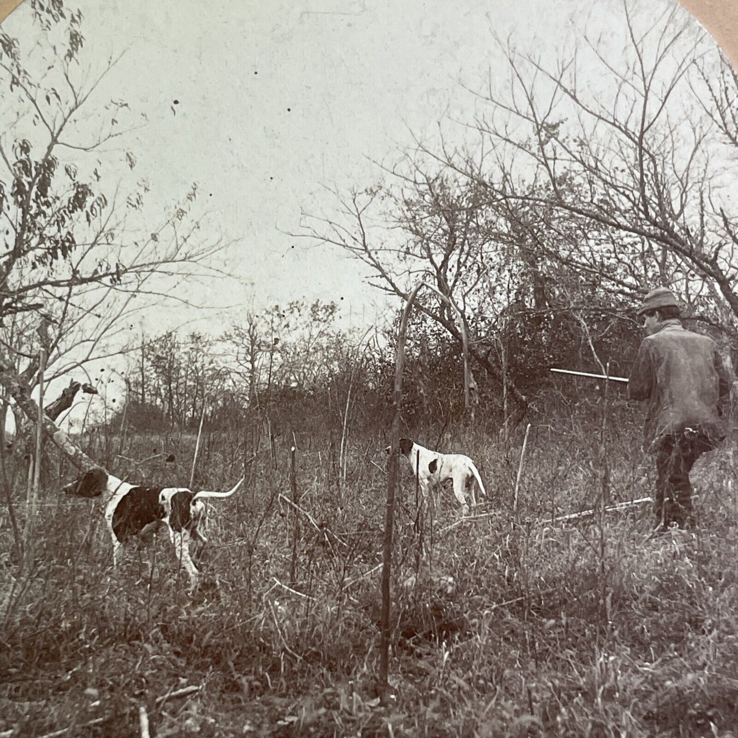 Pointer Hunter Dogs Hunt Quail Stereoview CH Graves Antique c1899 X2853