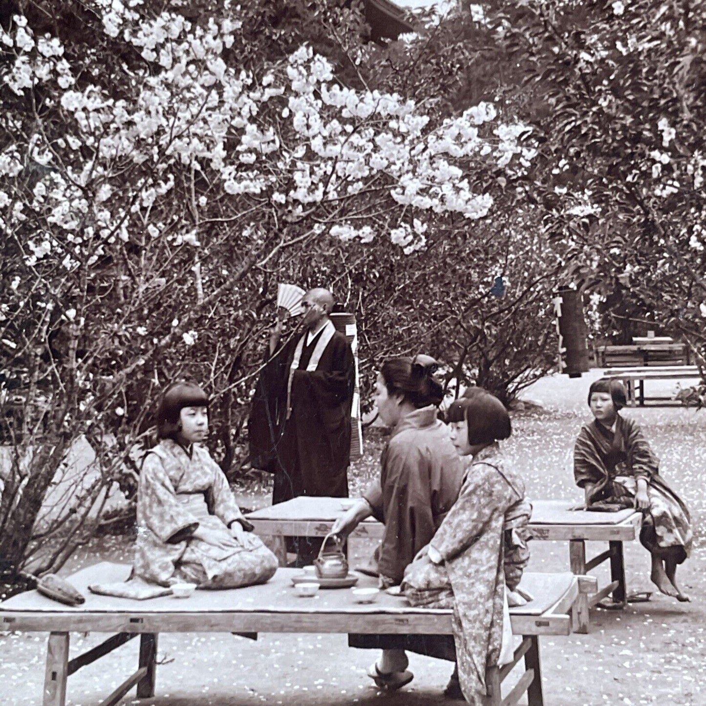 Tea Party under the Cherry Blossoms Stereoview Kyoto Japan Antique c1904 Y2788