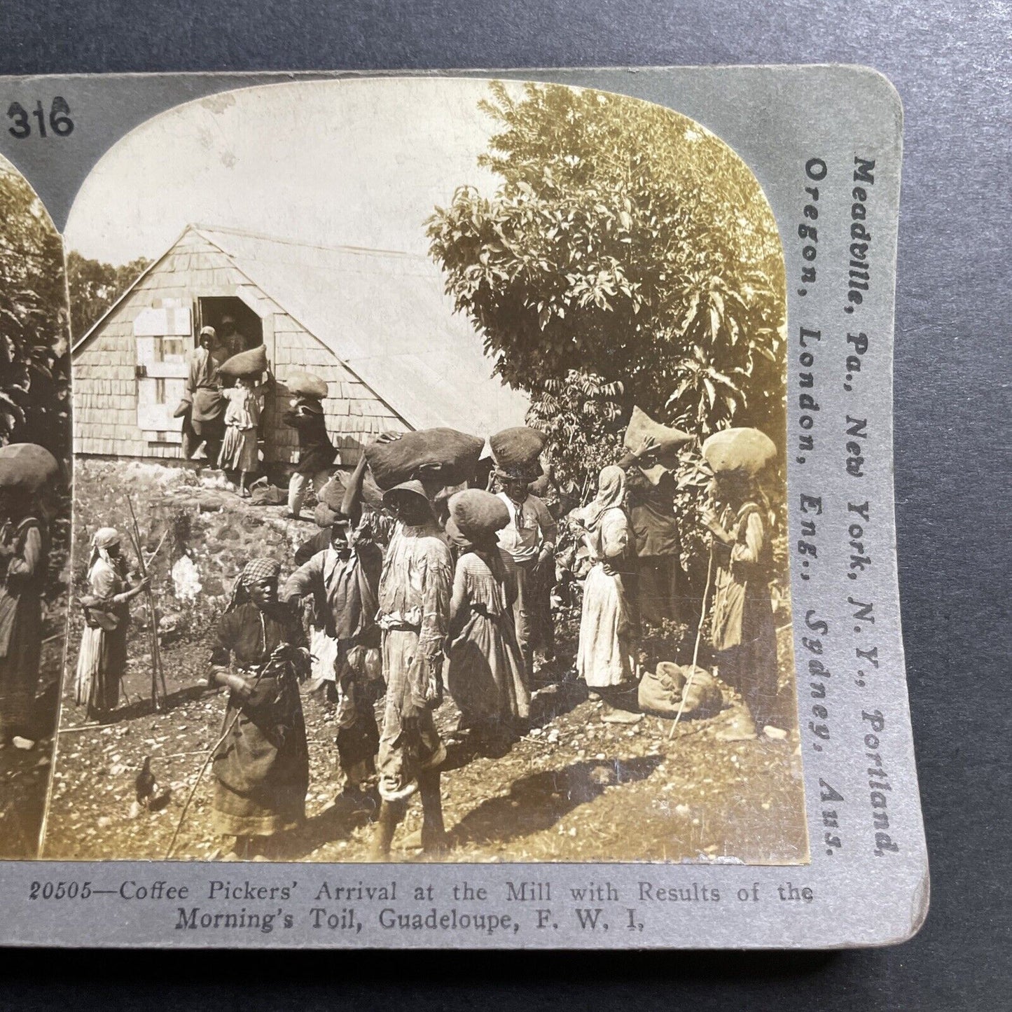 Antique 1904 Coffee Farmers Sell Beans Guadeloupe Stereoview Photo Card P1443