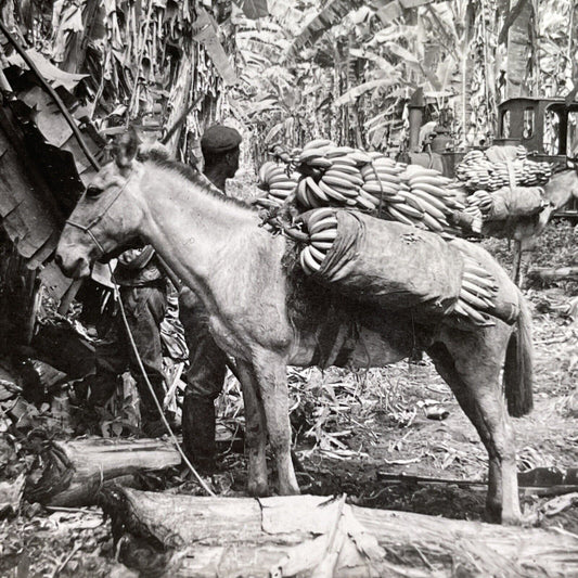 Antique 1918 Horse Hauling Bananas In Costa Rica Stereoview Photo Card P1624