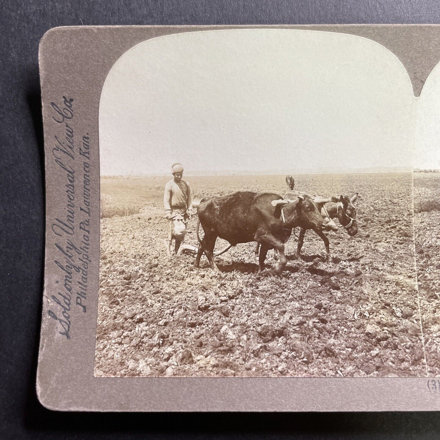 Antique 1908 Ploughing With Ox And Donkey Israel Stereoview Photo Card P1727