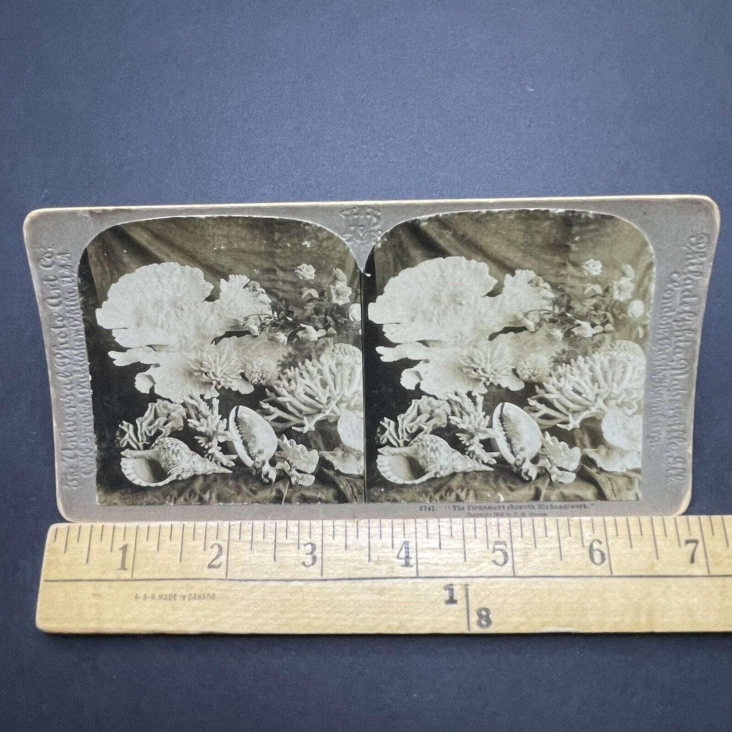 Antique 1900 Coral Reef Finds Near Florida Stereoview Photo Card P1874