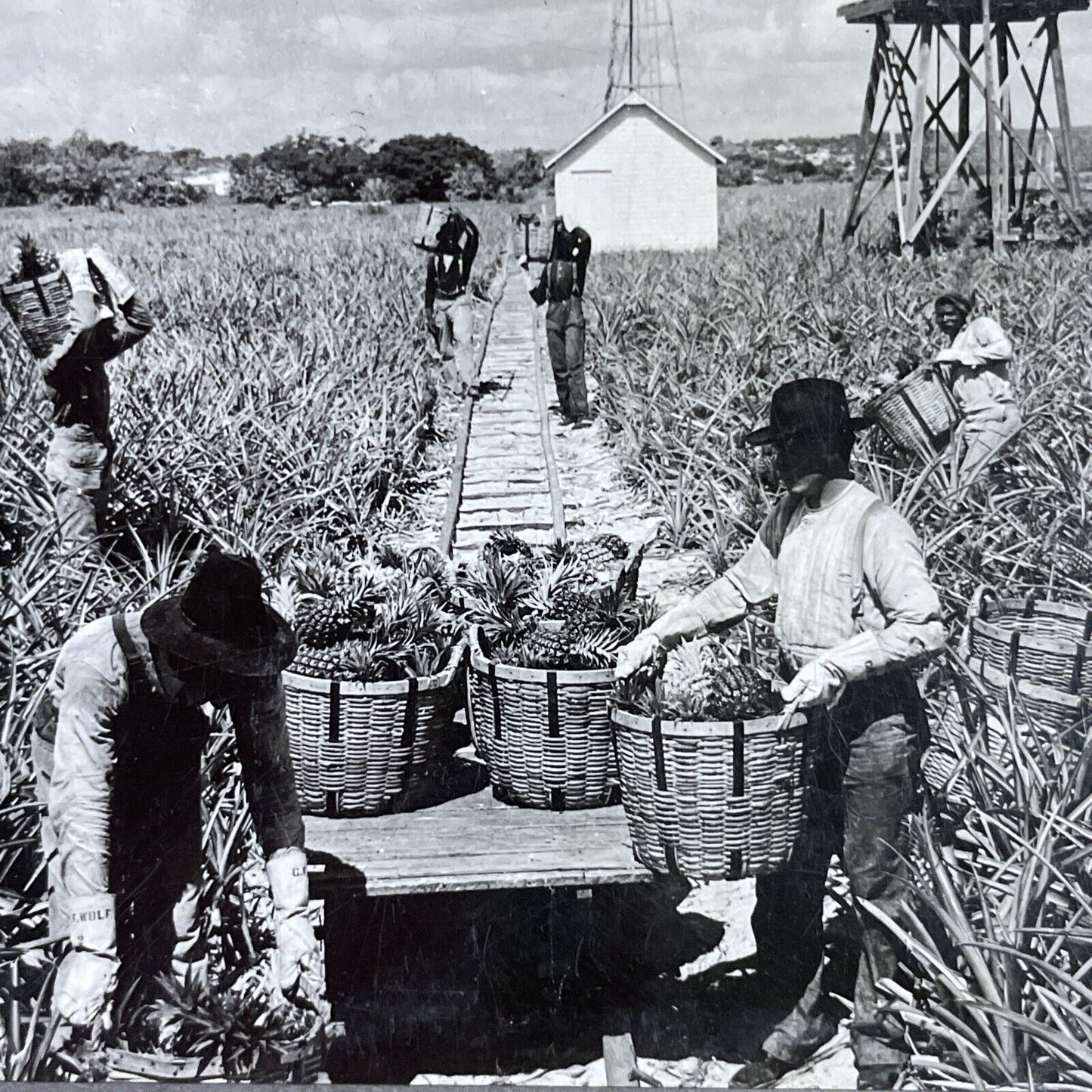 Antique 1920s Pineapple Farm In Palm Beach Florida Stereoview Photo Card P3672