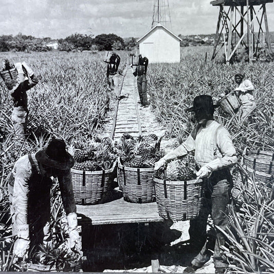 Antique 1920s Pineapple Farm In Palm Beach Florida Stereoview Photo Card P3672
