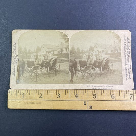 A Wagon Full Of Fancy Show Dogs Stereoview Underwood Antique c1889 X1515