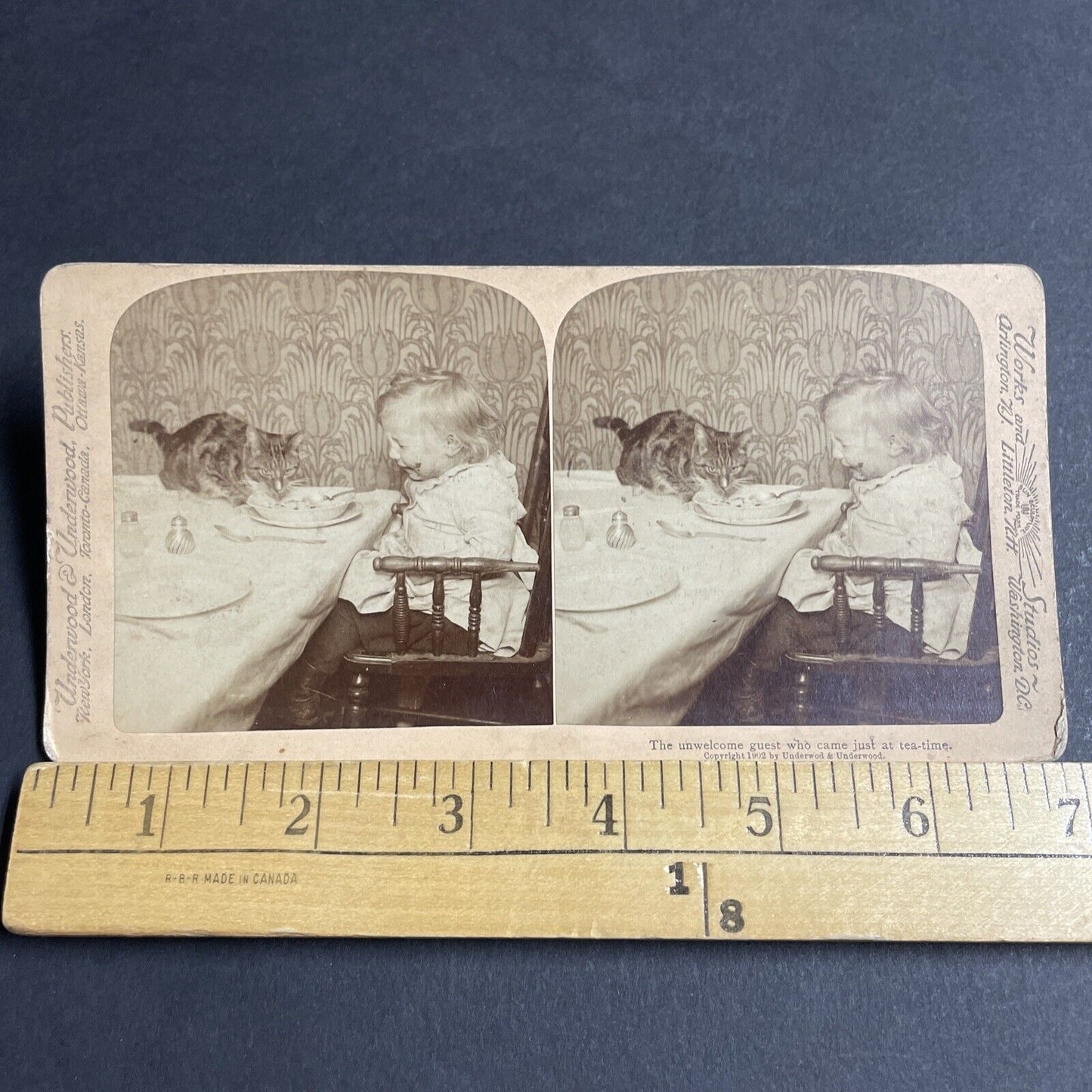 Antique 1902 Cats Steals Food & Baby Cries Stereoview Photo Card P4756