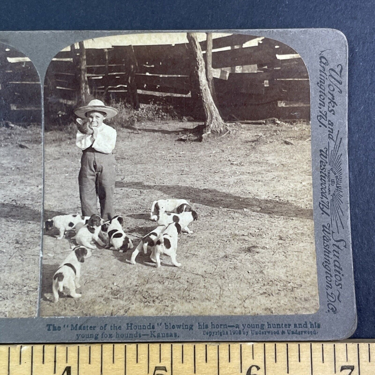 Boy Blows Fox Hunting Bugle With Puppies Stereoview Kansas Antique c1903 X3128