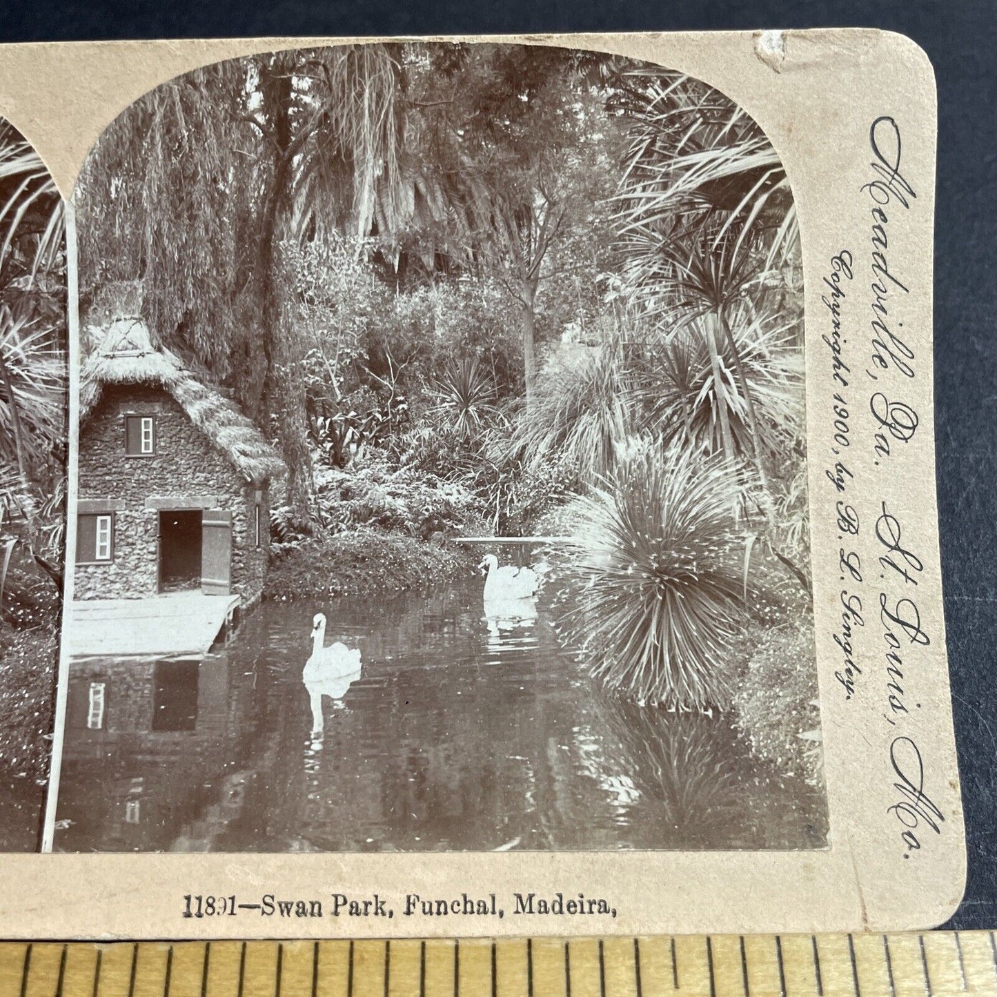 Antique 1900 Swan Park In Funchal Madeira Azores Stereoview Photo Card P4507