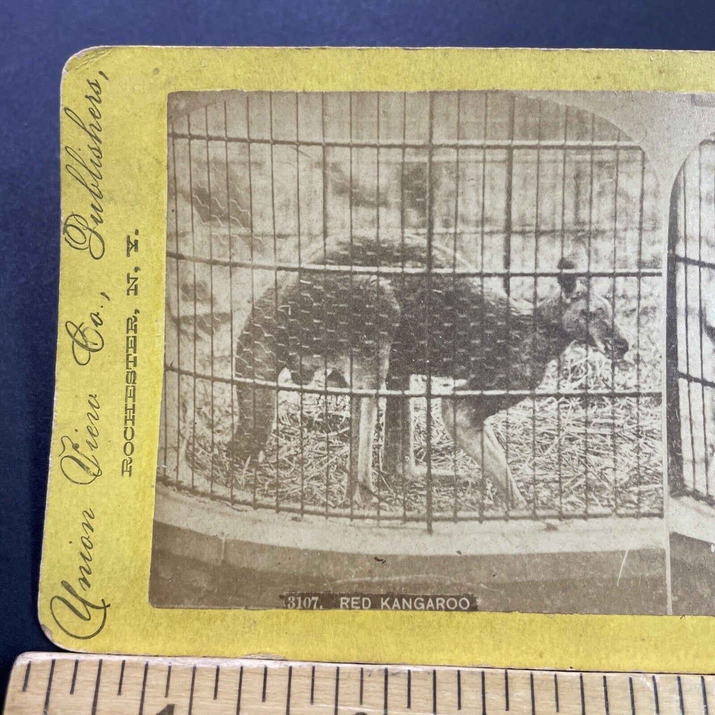 Antique 1870s Red Kangaroo At Circus In Rochester Stereoview Photo Card P4082