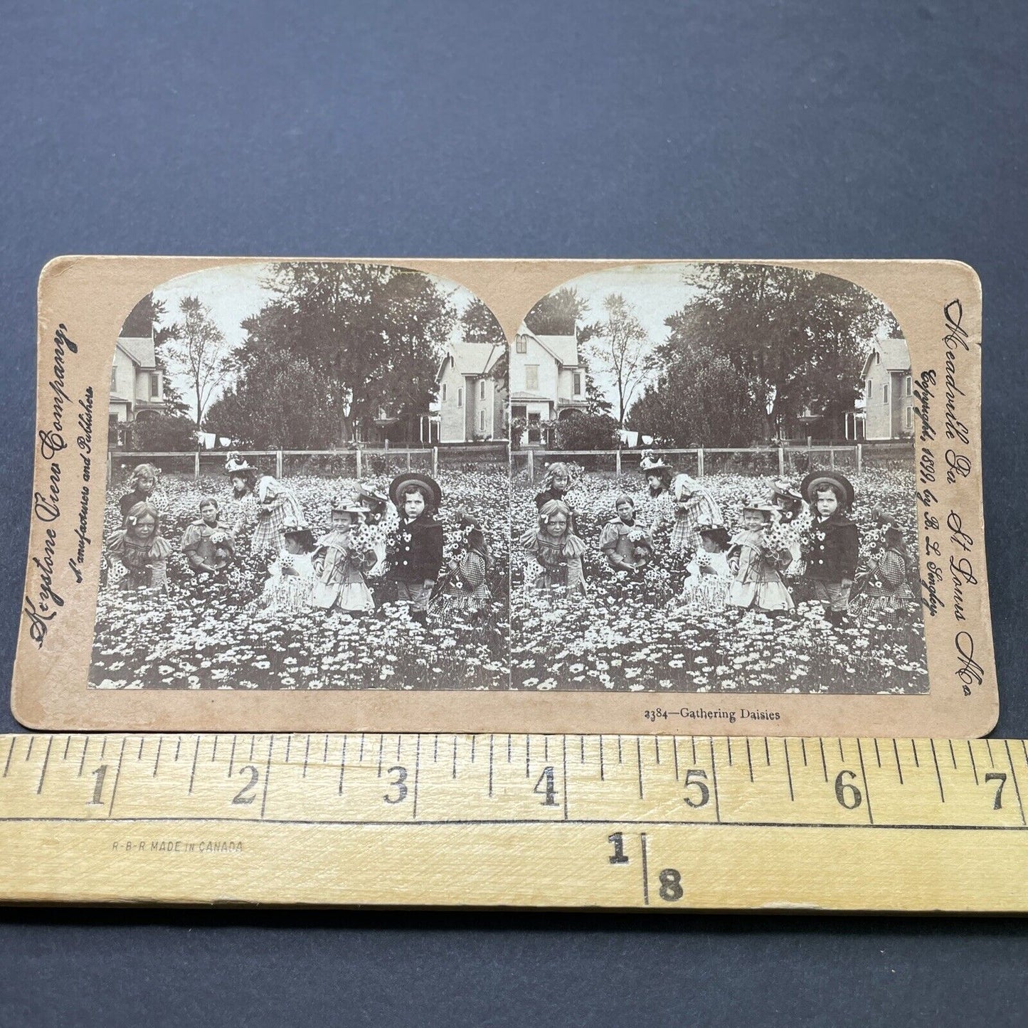 Antique 1899 Children In Daisy Field Picking Daisies Stereoview Photo Card P2590