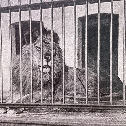 Antique 1880s Extinct Barbary Lion At The London Zoo Stereoview Photo Card P1681