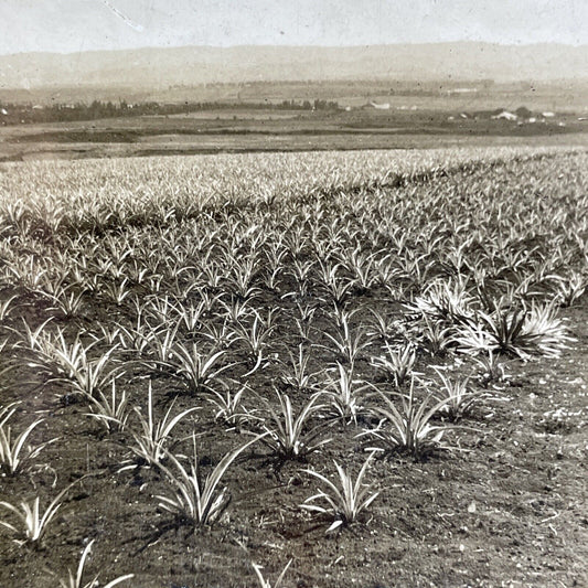 Antique 1909 Pineapple Plantation Honolulu Hawaii Stereoview Photo Card P2071