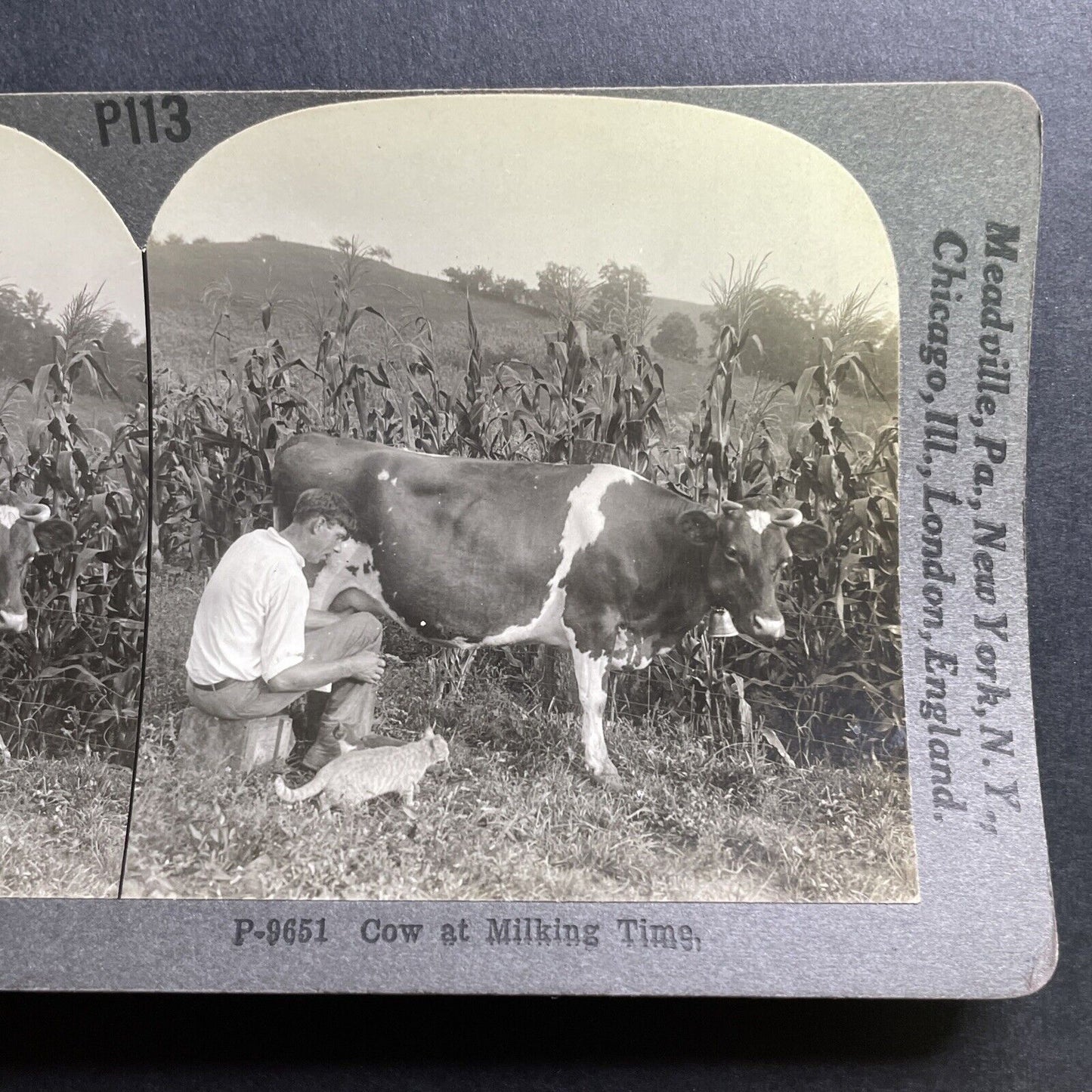 Antique 1920 Milking A Cow Feeding A Cat Stereoview Photo Card P1783