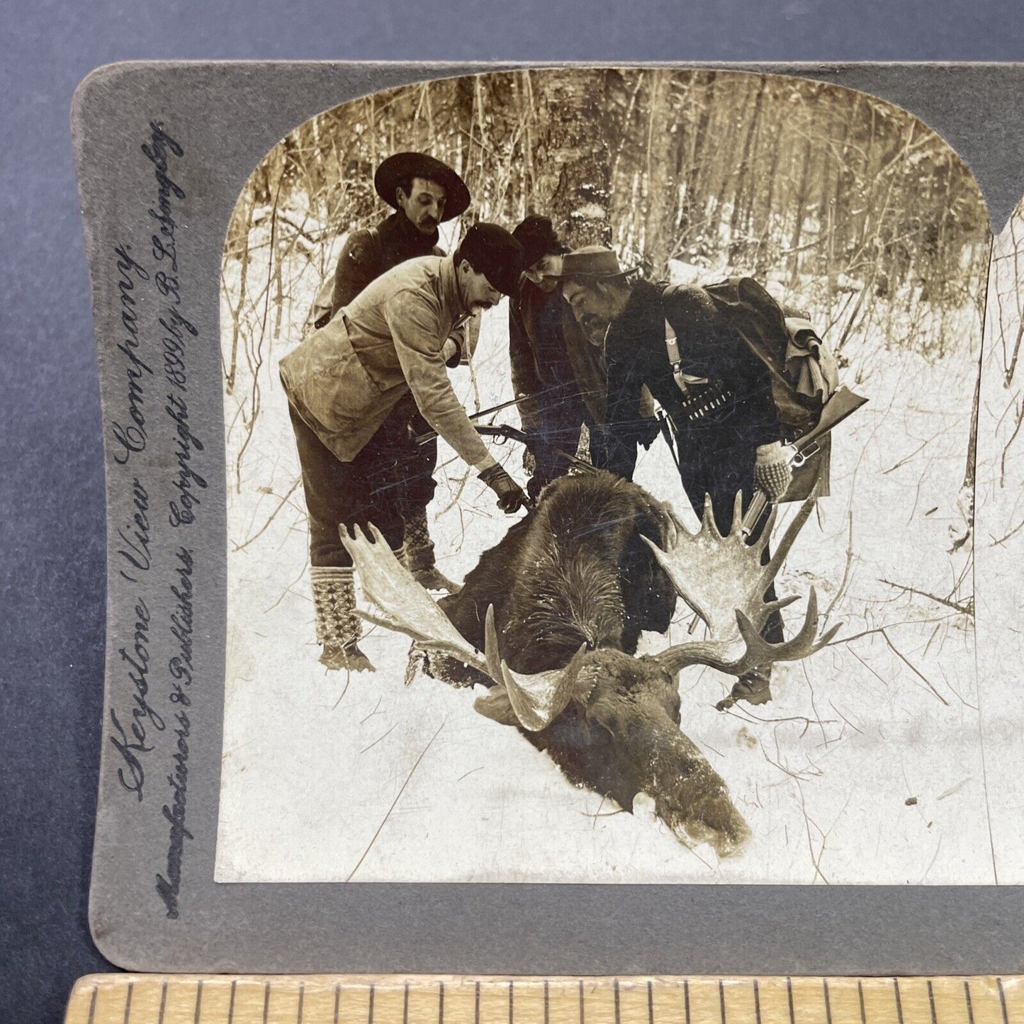 Antique 1899 Moose Hunting Presque Isle Maine Stereoview Photo Card P2666