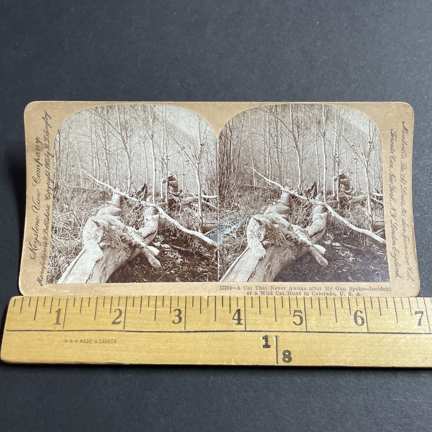 Antique 1903 Hunters Shoot A Bobcat Or Lynx Colorado Stereoview Photo Card P5504