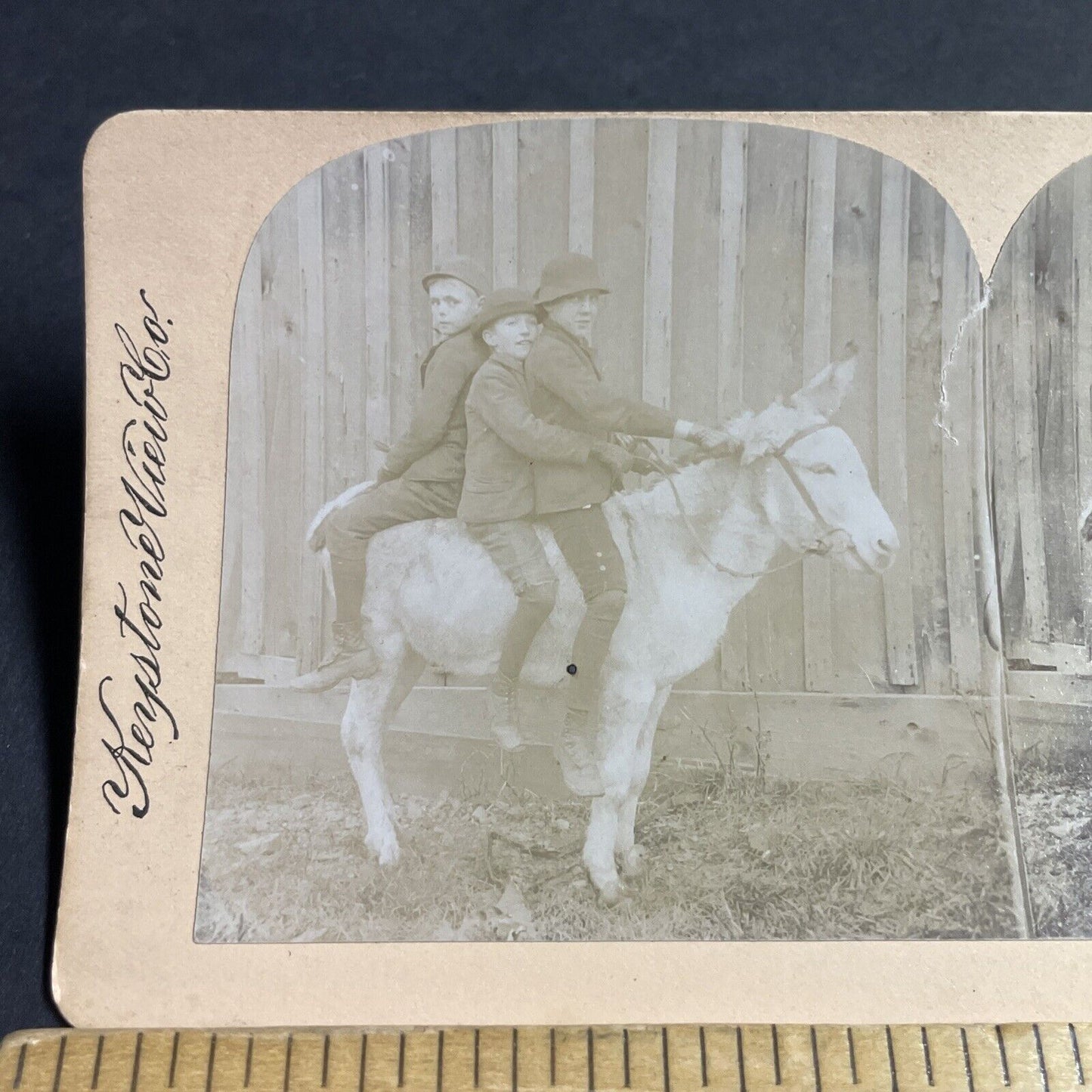 Antique 1880s Boys Mount A Donkey The Wrong Way Stereoview Photo Card P4701