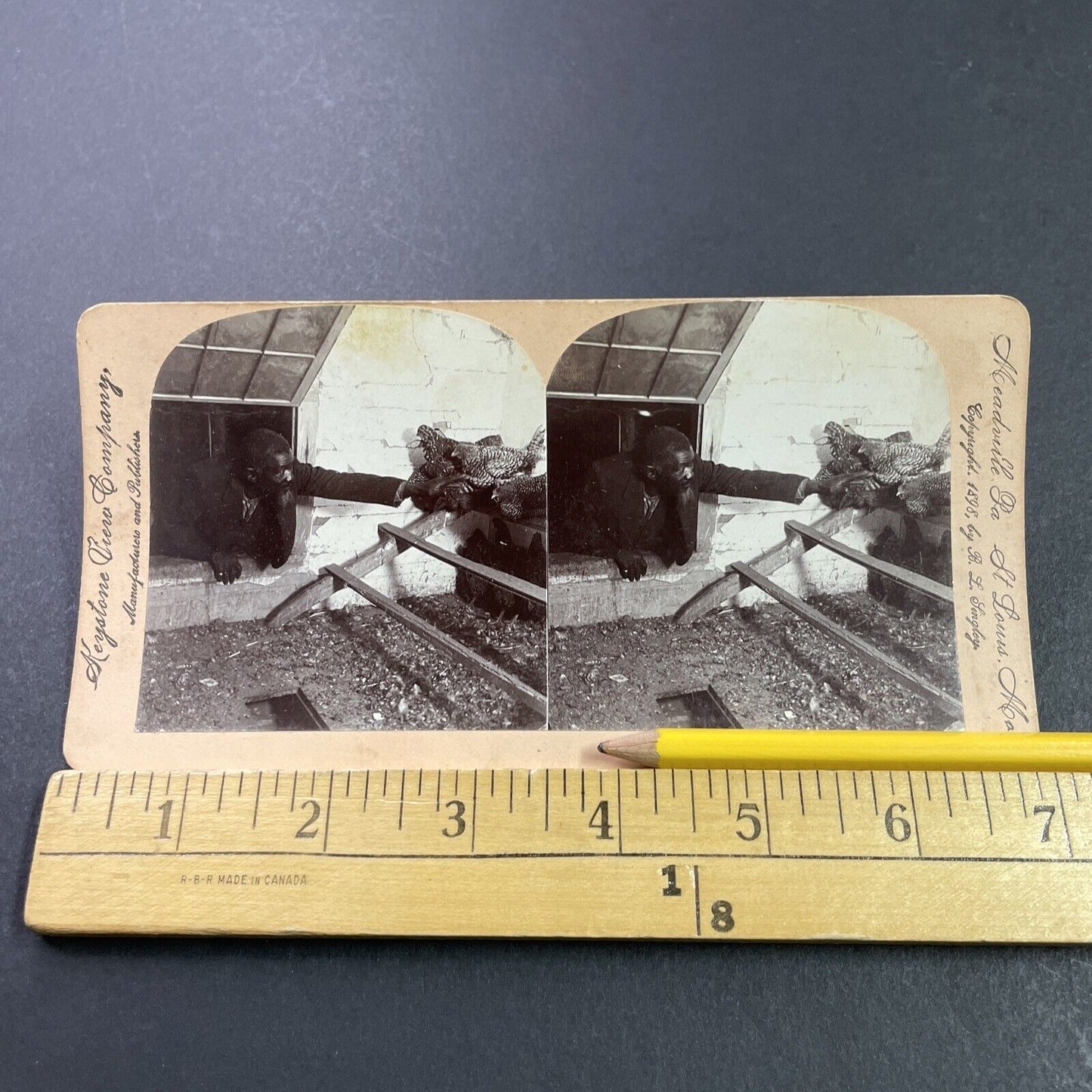 Antique 1898 Farmer Grabs A Chicken Through A Window Stereoview Photo Card P3982