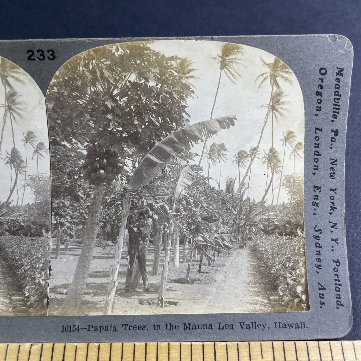 Antique 1901 Papaya Trees Honolulu Hawaii Stereoview Photo Card P2127