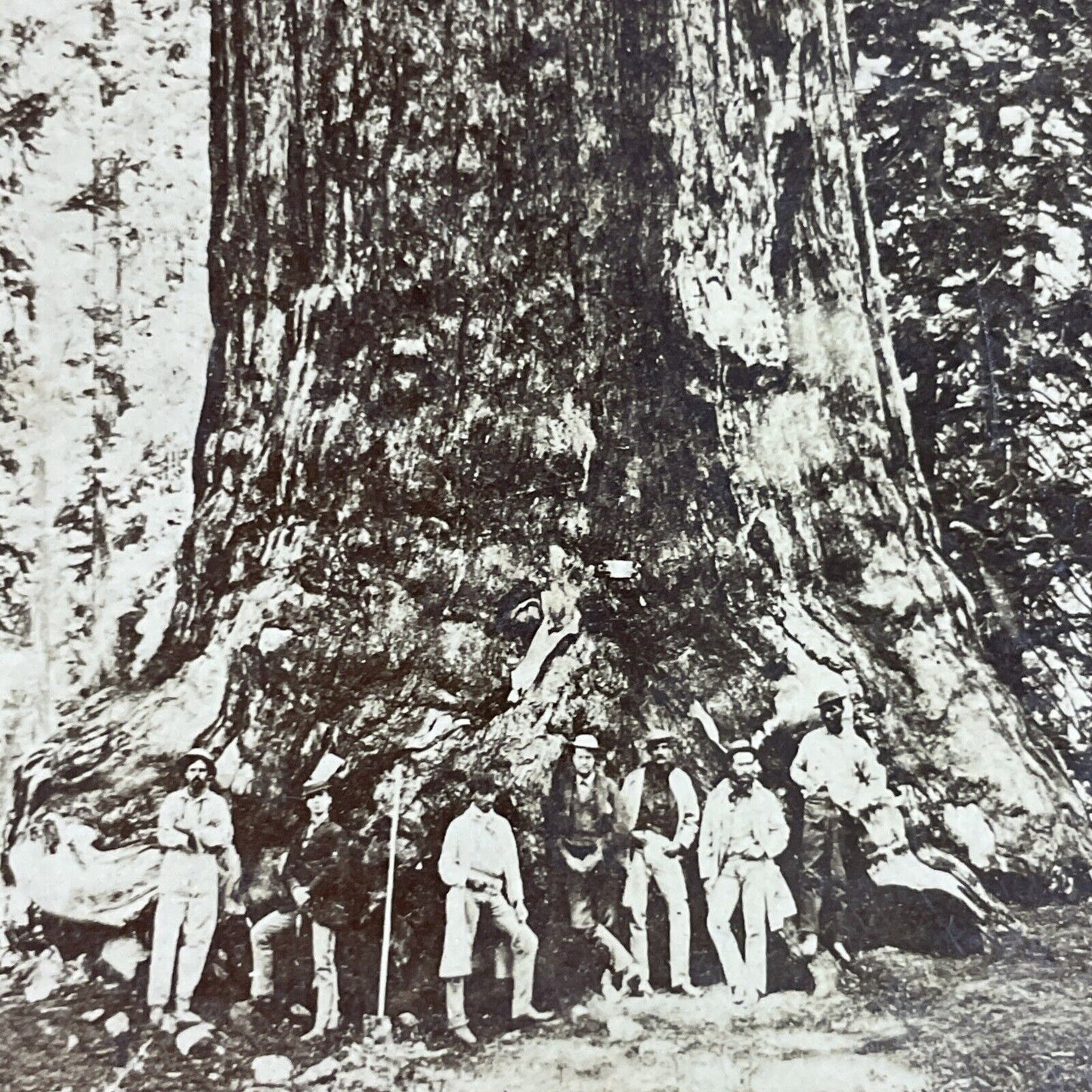 Antique 1870s Explorers And Giant Redwood Tree Stereoview Photo Card P3613