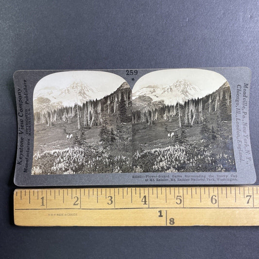 Dead Trees at Mount Rainier Washington Stereoview Antique c1910s Y1180