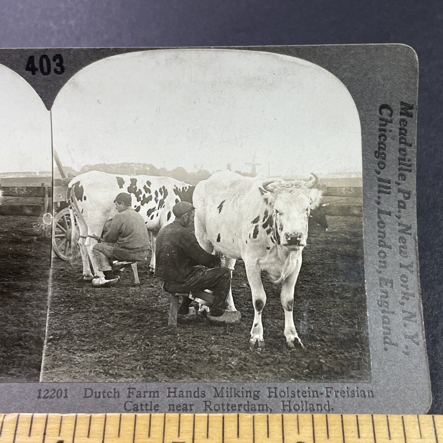 Antique 1910s Farmers Milking Cows Rotterdam Holland Stereoview Photo Card P3757