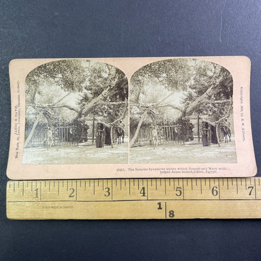 The Sycamore Tree Where Jesus Slept Stereoview Cairo Antique c1898 X2470