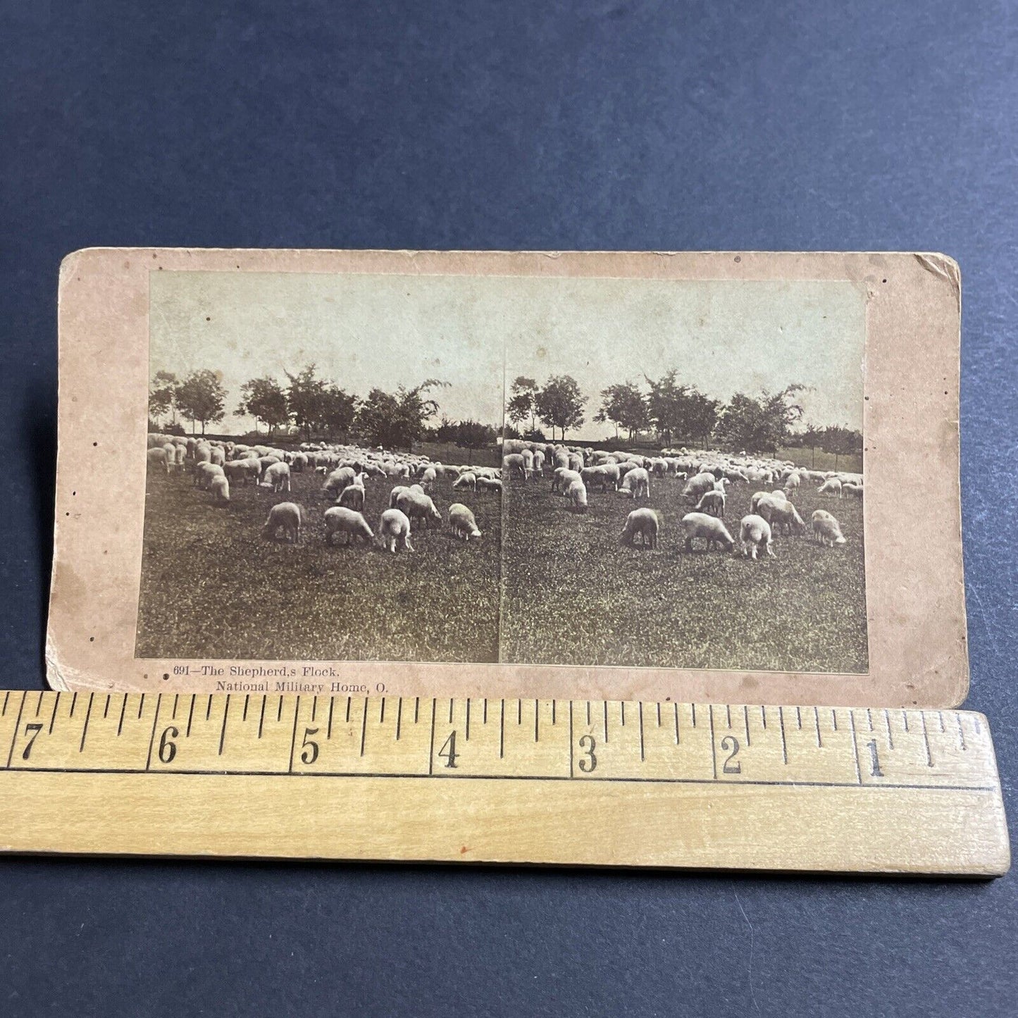 Antique 1880s Sheep At National Home Cemetery Ohio Stereoview Photo Card P5027