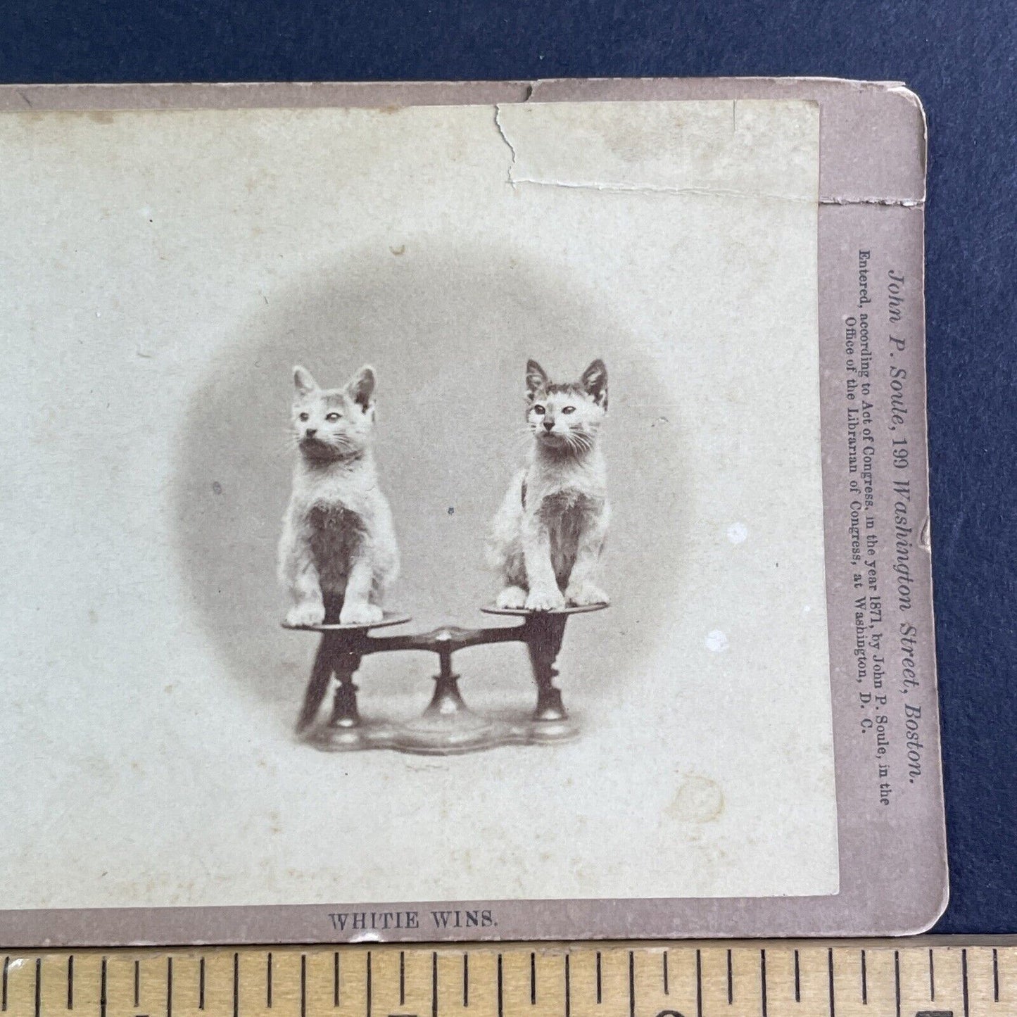 JP Soule's Cats Kittens on a Scale Stereoview John P. Soule Antique c1871 X3859