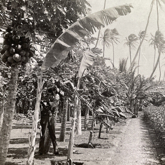 Antique 1921 Pahala Hawaii Papaya Trees Stereoview Photo Card P1665