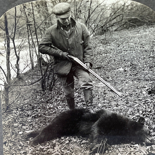 Antique 1913 Black Bear Killed Bradford Pennsylvania Stereoview Photo Card P2315