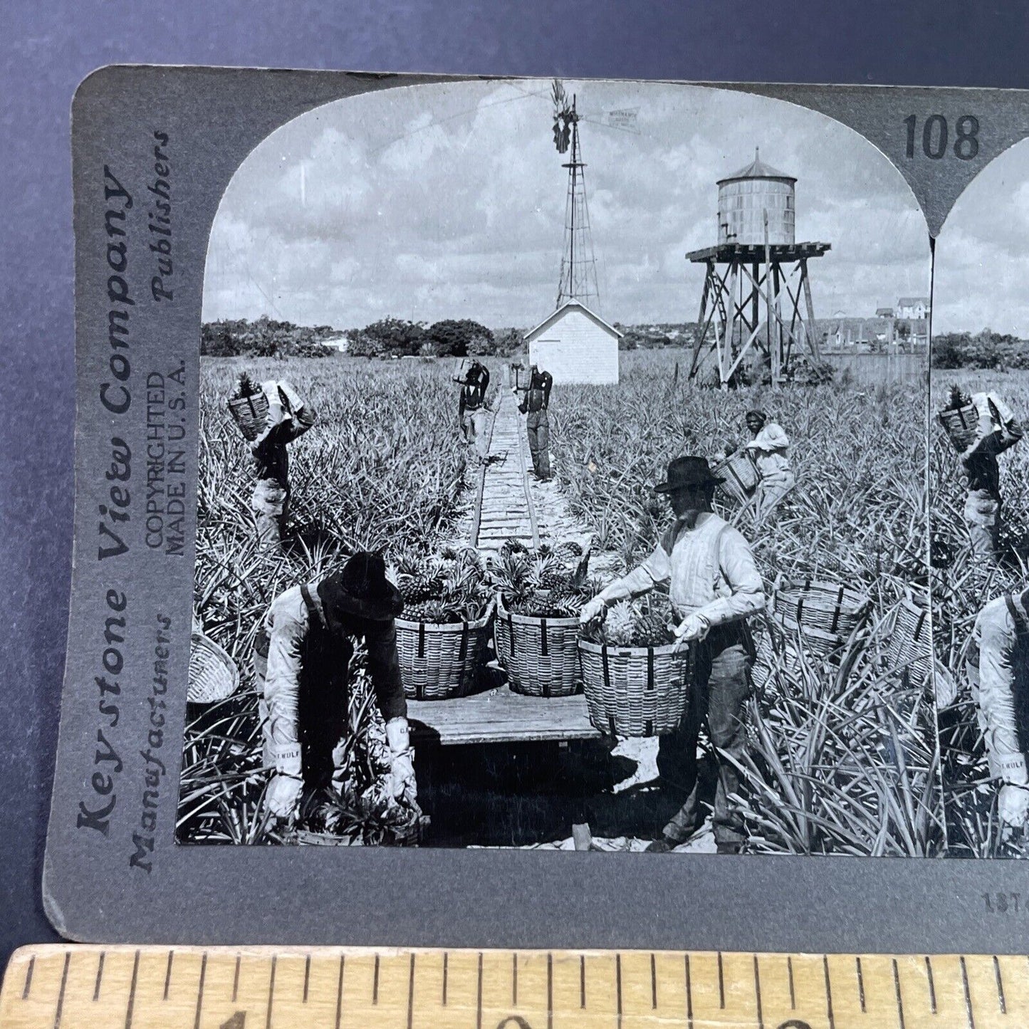 Antique 1920s Pineapple Farm In Palm Beach Florida Stereoview Photo Card P3672