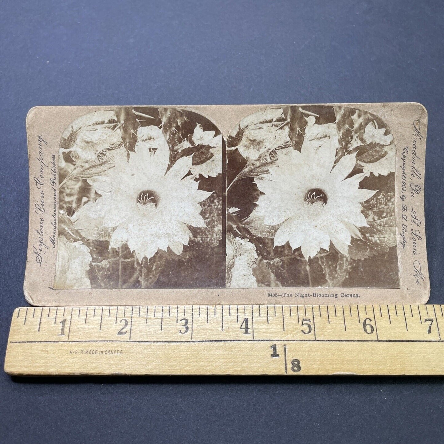 Antique 1903 A Night Blooming Cereus Flower Stereoview Photo Card P2584