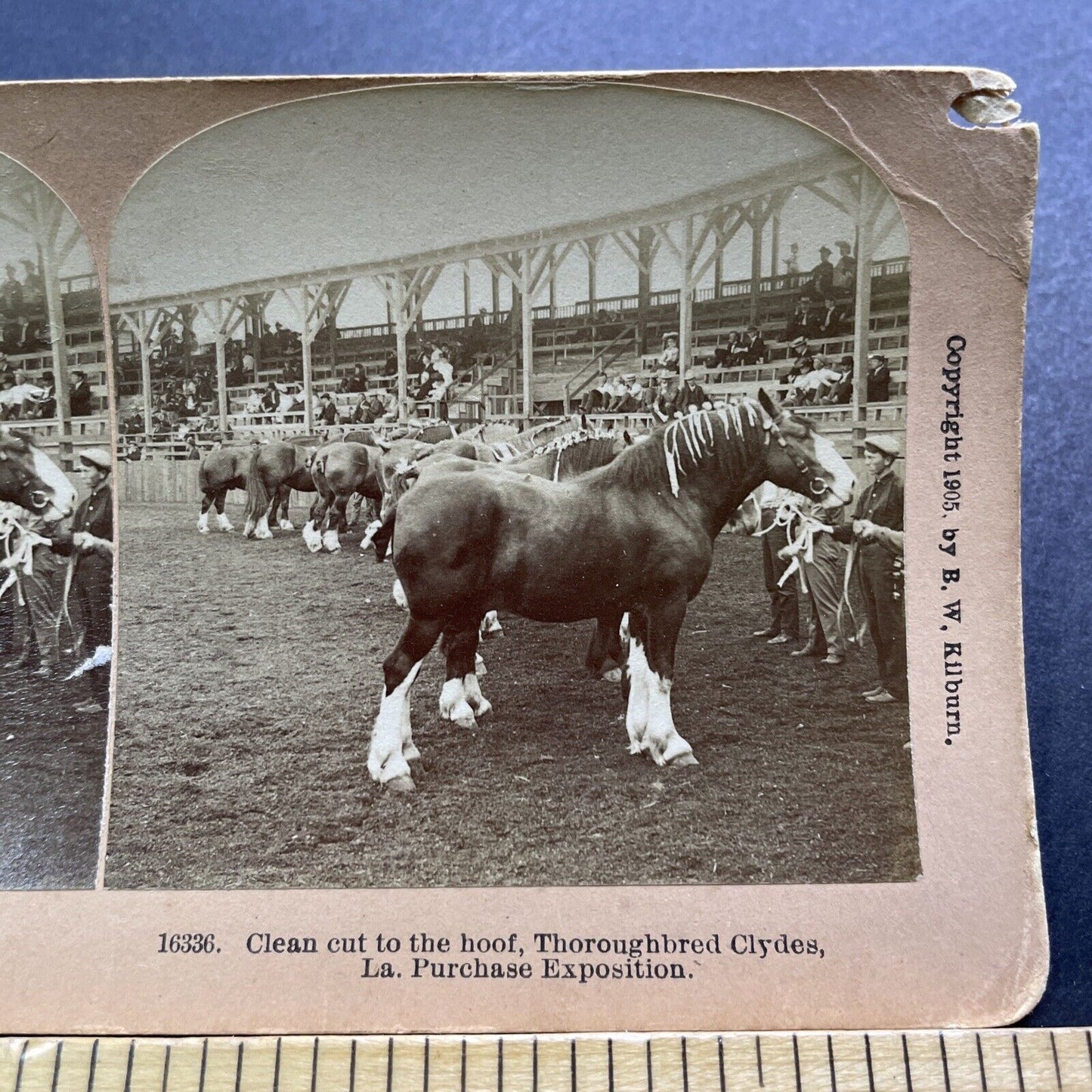 Antique 1905 Clydesdale Horses At Horse Show Stereoview Photo Card V3597