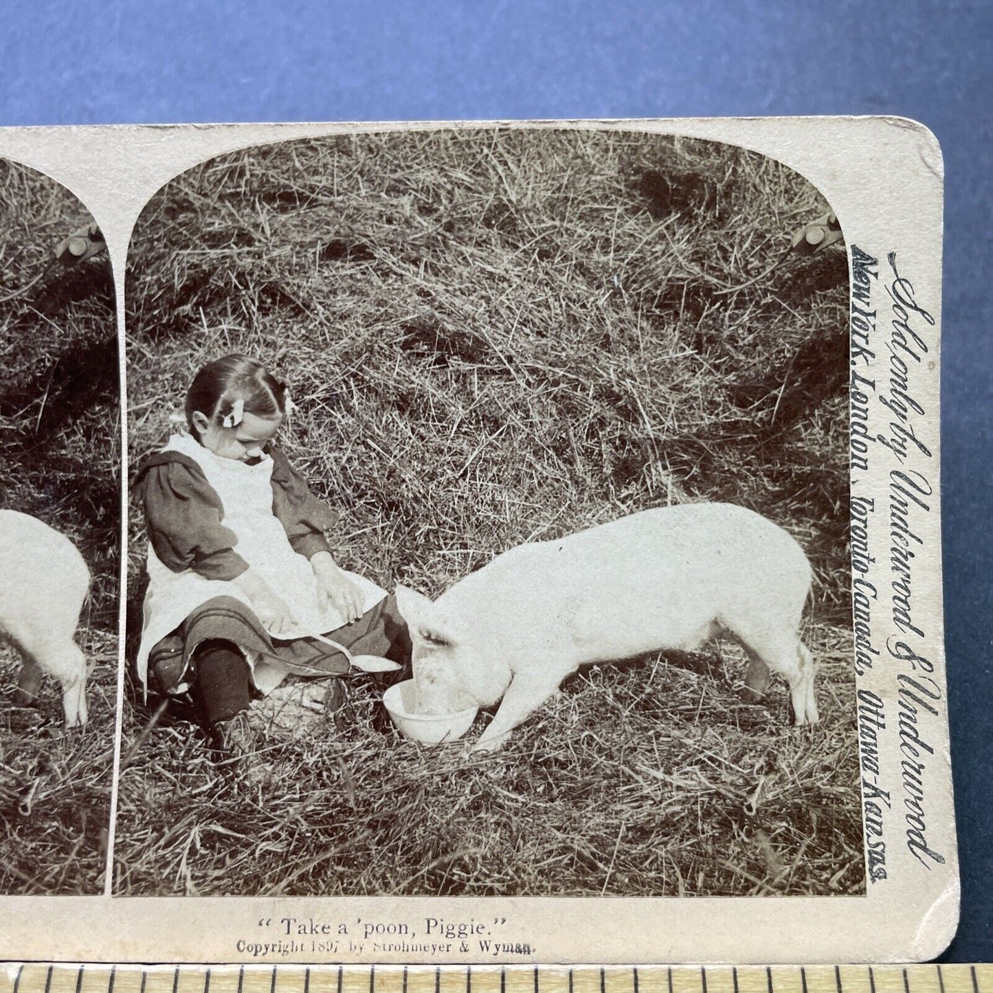 Antique 1897 Child Feeds Pig On Farm Stereoview Photo Card P2416