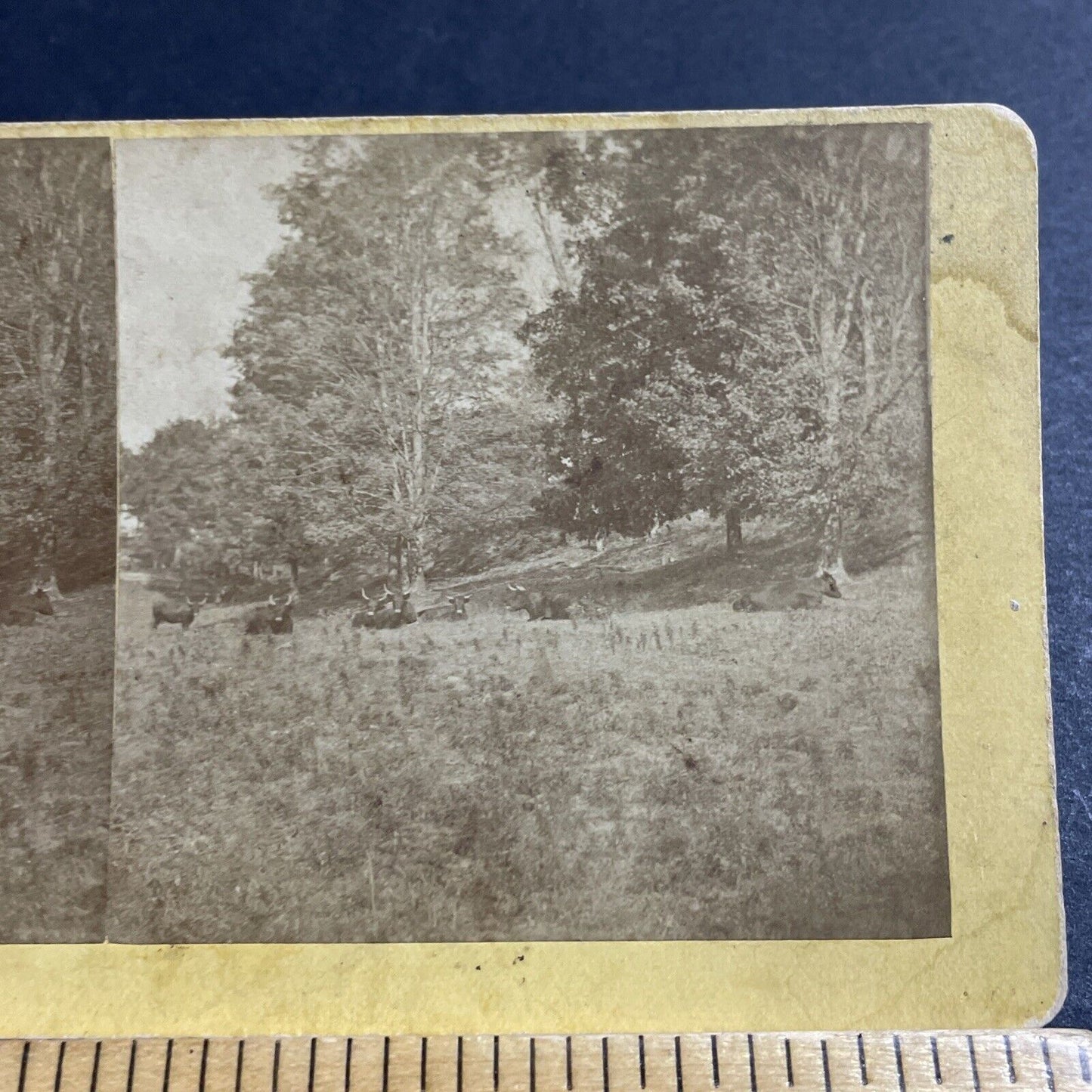 Antique 1870s Longhorn Cattle In A Field Stereoview Photo Card P5026