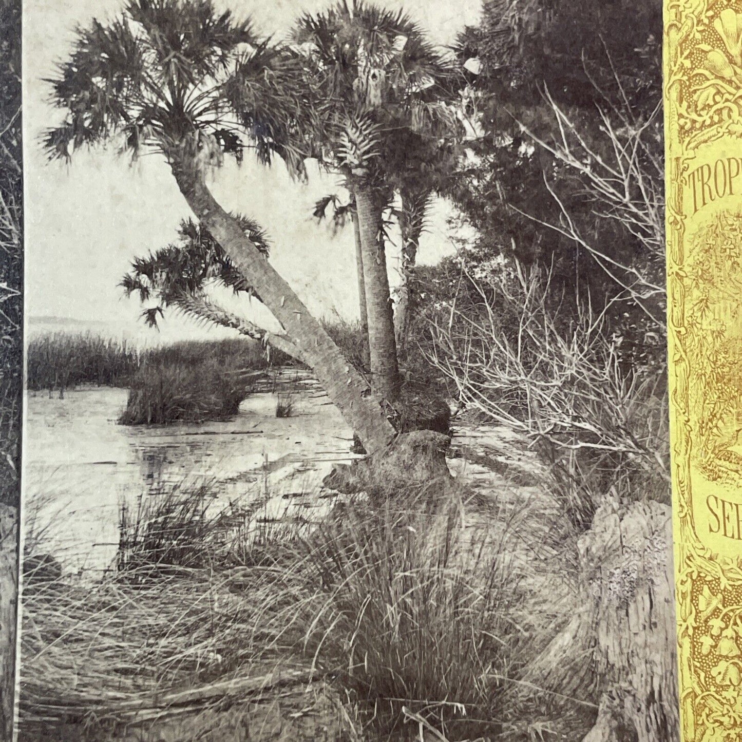 Palm Trees St. Johns River Jacksonville Florida Stereoview Antique c1870 Y064