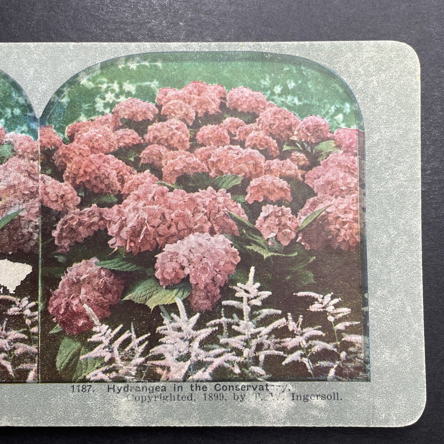 Antique 1899 Pink Hydrangea Blooms In Summer Stereoview Photo Card P1215