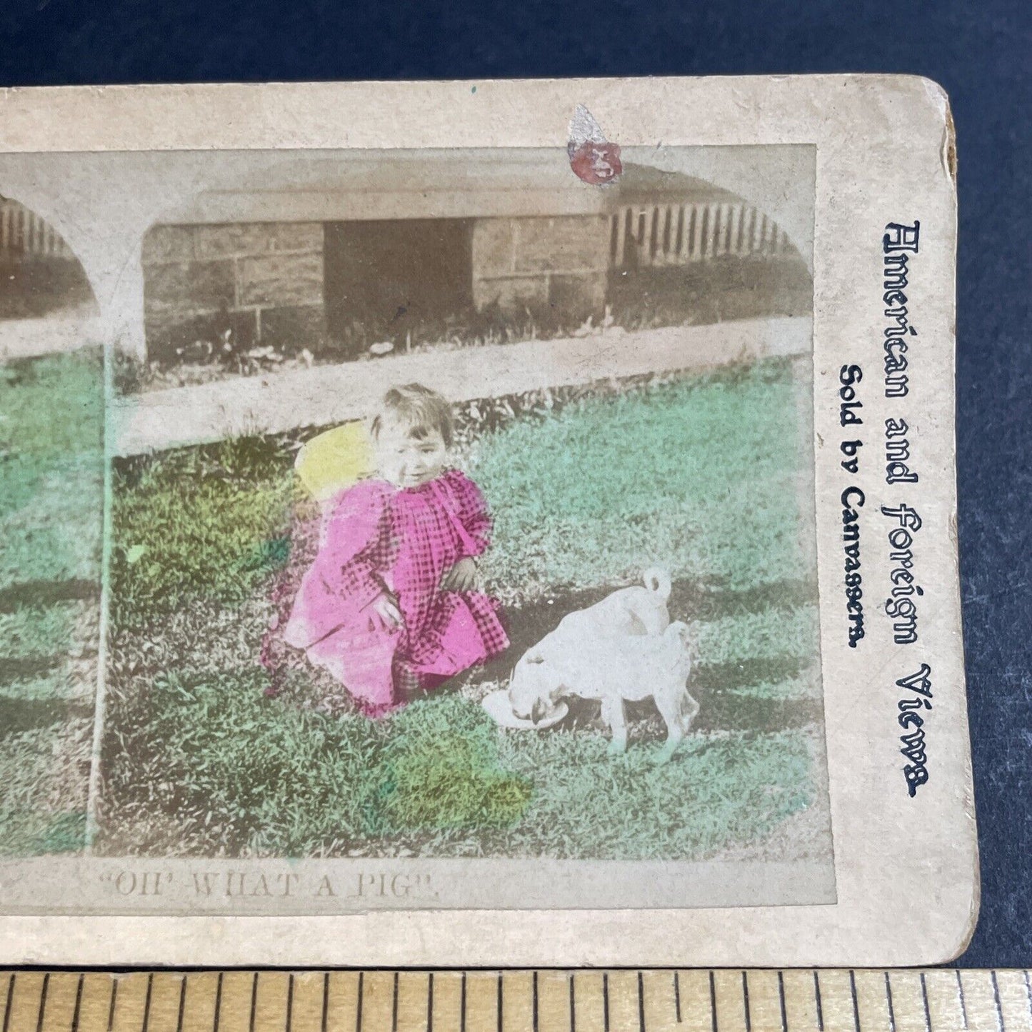 Antique 1880s Little Girl With Her Pug Dog Stereoview Photo Card P4649