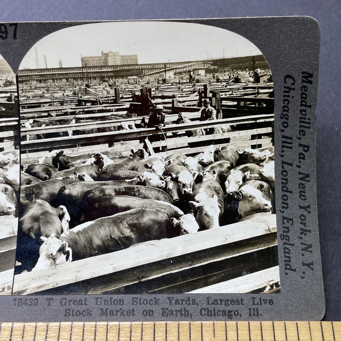 Antique 1920 Large Cattle Stockyard Chicago Illinois Stereoview Photo Card P2768