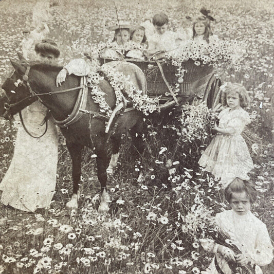 Antique 1904 Young Girls & Horse In Daisy Field Stereoview Photo Card P4988