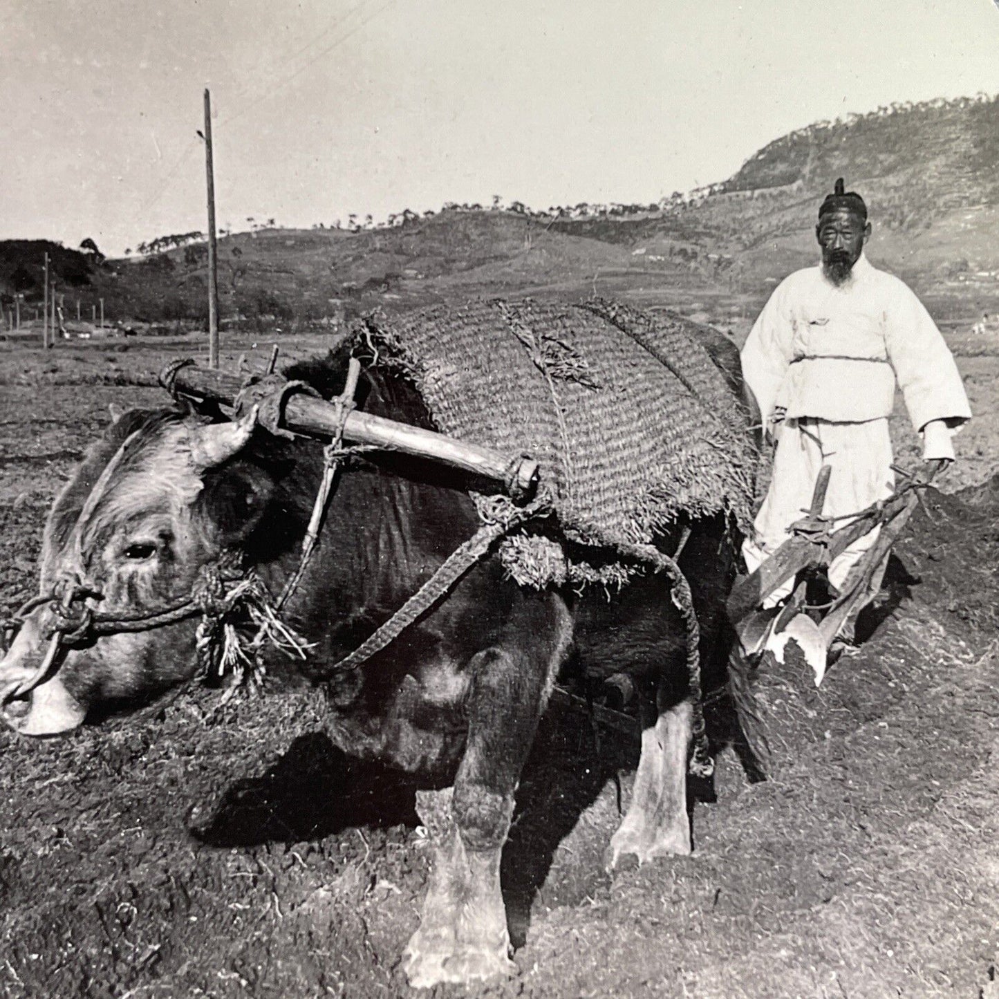 Antique 1901 Farmer Ploughing Field Seoul Korea Stereoview Photo Card P1790